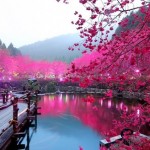 lighted-cherry-blossom-lake-japan.jpg